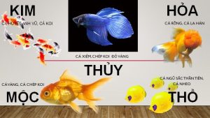 BỂ CÁ PHONG THỦY TRONG NHÀ HÚT TÀI LỘC VÀ CÁC LƯU Ý