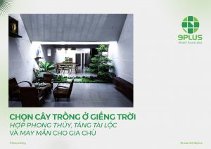 CHỌN CÂY TRỒNG Ở GIẾNG TRỜI HỢP PHONG THỦY, TĂNG TÀI LỘC VÀ MAY MẮN CHO GIA CHỦ
